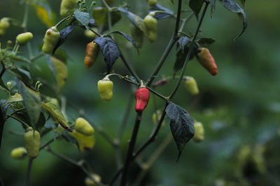 Fresh cayenne pepper or cabai rawit or devil's chilies hanging on the tree in the fields.