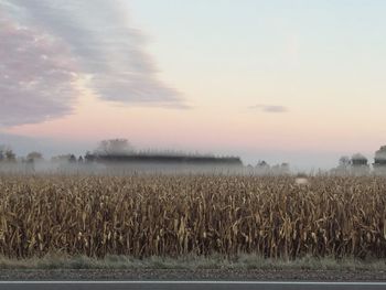 Scenic view of field against sky during sunset