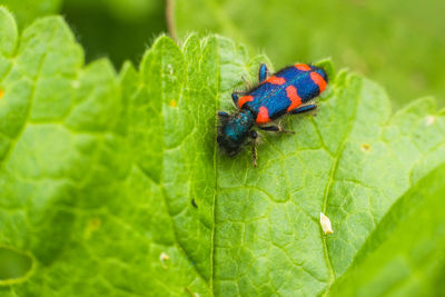 Close-up of insect on leaf