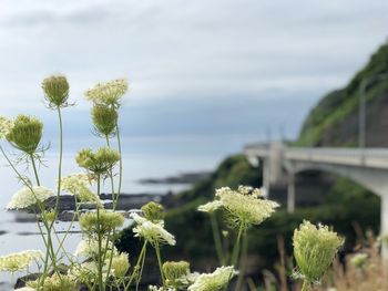 Close-up of flowering plant against bridge