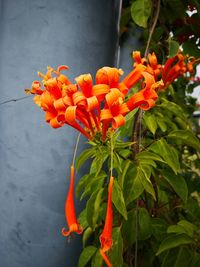 Close-up of orange flowering plant