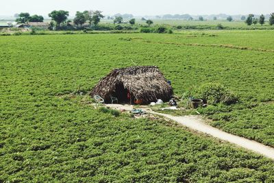 Scenic view of agricultural field