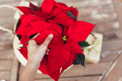 High angle view of red rose bouquet