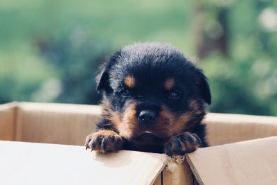 Close-up portrait of dog