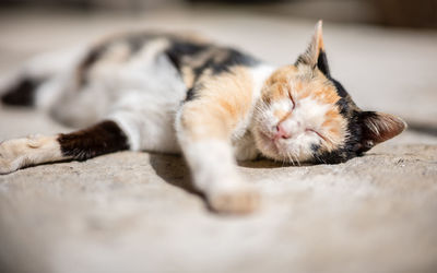 Close-up of cat sleeping on rock