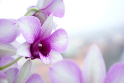 Close-up of pink flowering plant