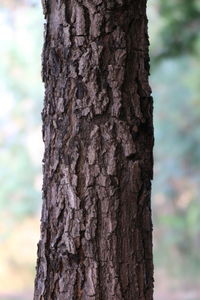 Close-up of tree trunk