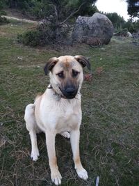 Portrait of dog sitting on grass