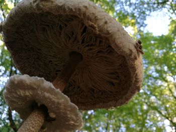 Close up of mushroom