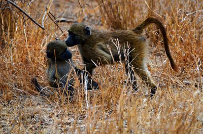 Close-up of monkeys in grass