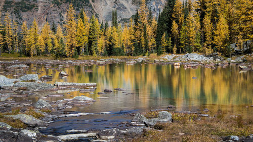 Scenic view of lake by trees in forest