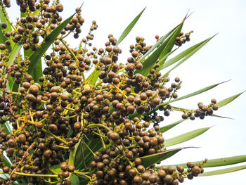 Close-up of berries growing on tree against sky