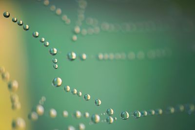 Close-up of water drops on leaf