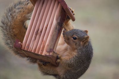 Close-up of squirrel eating