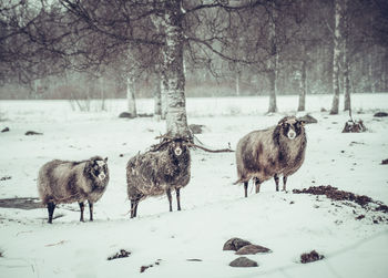 Flock of sheep on snow covered land