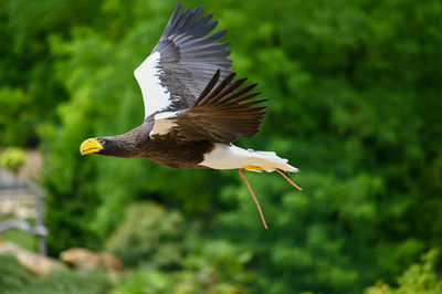 Close-up of bird