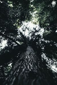 Low angle view of tree in forest