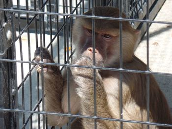 Close-up portrait of cage in cage