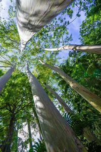 Low angle view of bamboo trees in forest