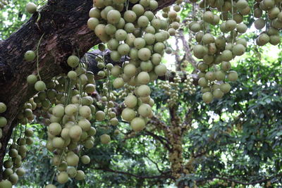 Low angle view of fruits growing on tree