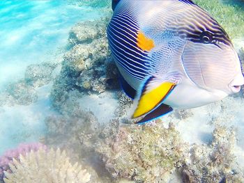 Close-up of fish swimming in sea