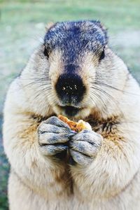 Close-up of himalayan marmot