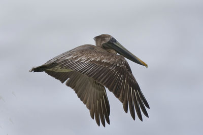 Low angle view of bird flying against sky