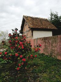 Low angle view of flowers against building