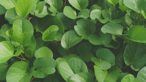 Full frame shot of green leaves