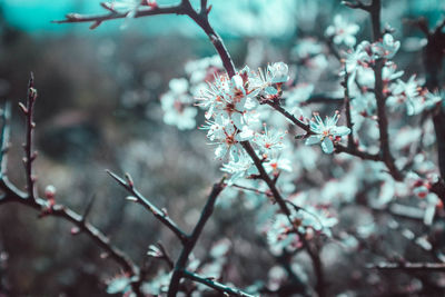 Close-up of flowers on tree