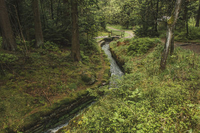 Plants and trees in forest