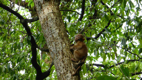 Low angle view of monkey on tree