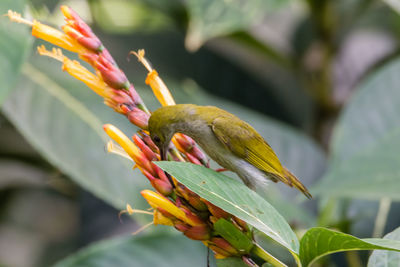 Close-up of bird perching on plant