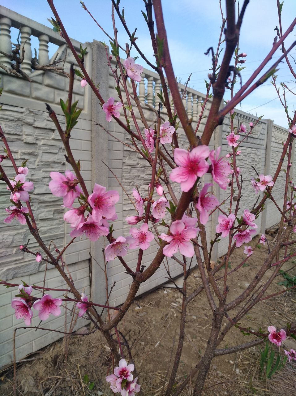 CLOSE-UP OF PINK CHERRY BLOSSOMS