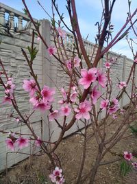 Close-up of pink cherry blossoms in spring