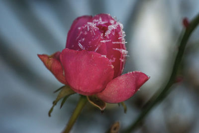 Close-up of red flower