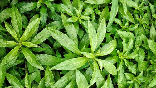 Full frame shot of green plant