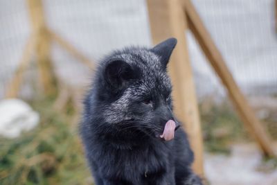 Close-up of black cat