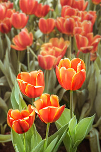 Close-up of orange tulips