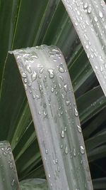 Close up of leaves