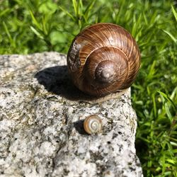 Close-up of snail