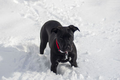 Dog standing on snow covered land