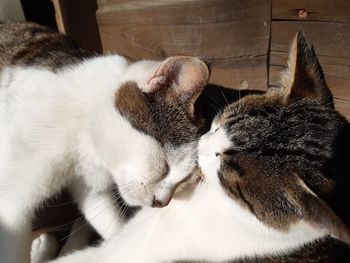 Close-up of cats sleeping