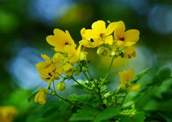 Close-up of yellow flowering plant