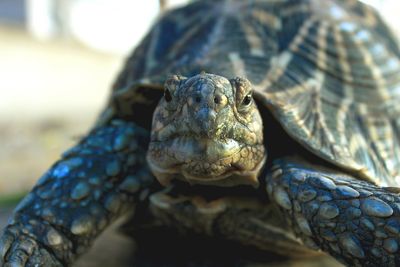 Close-up portrait of a turtle