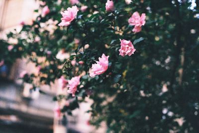 Close-up of pink flowering plants