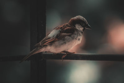 Close-up of bird perching on metal railing