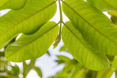 Close-up of fresh green leaf