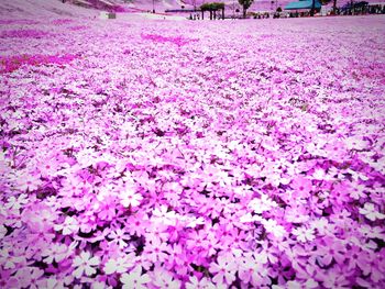 Close-up of pink flowers