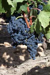 Close-up of grapes growing in vineyard